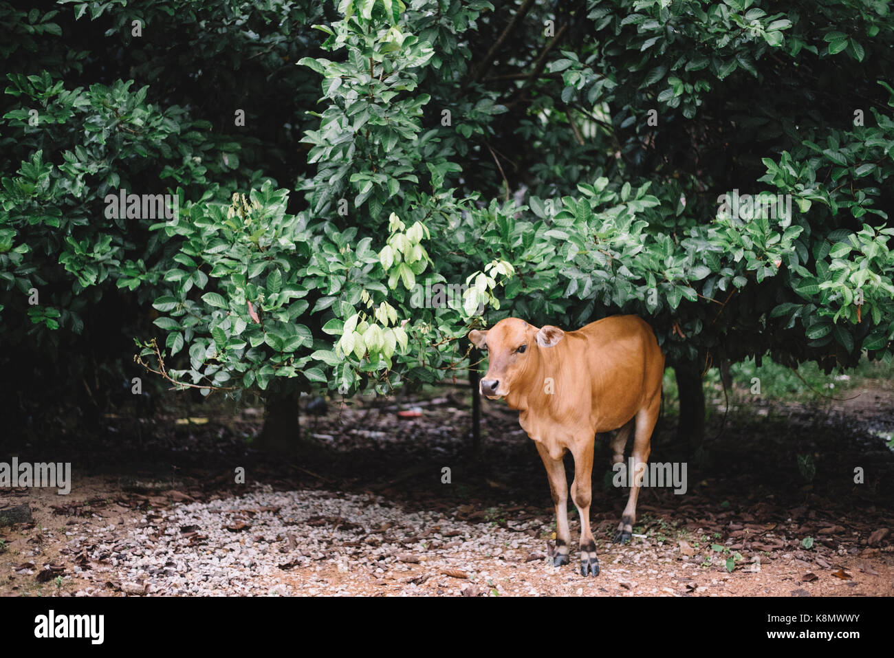 Le bétail.gc ou d'un veau est manger les feuilles dans l'exploitation agricole et l'entreprise agricole.concept Banque D'Images