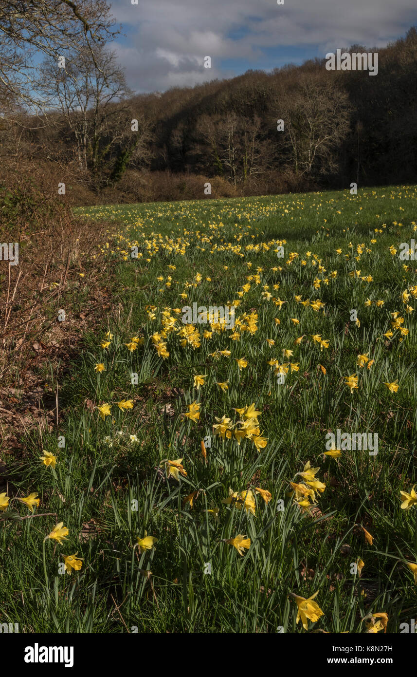 Narcissus pseudonarcissus jonquilles sauvages, au début du printemps dans la vallée de Dart, Dartmoor, Devon Banque D'Images