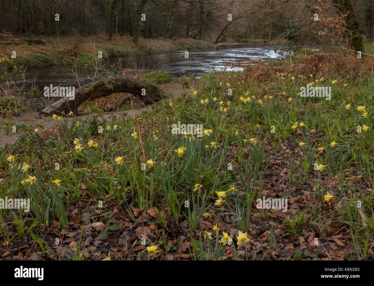 Narcissus pseudonarcissus jonquilles sauvages, au début du printemps dans la vallée de Dart, Dartmoor, Devon Banque D'Images