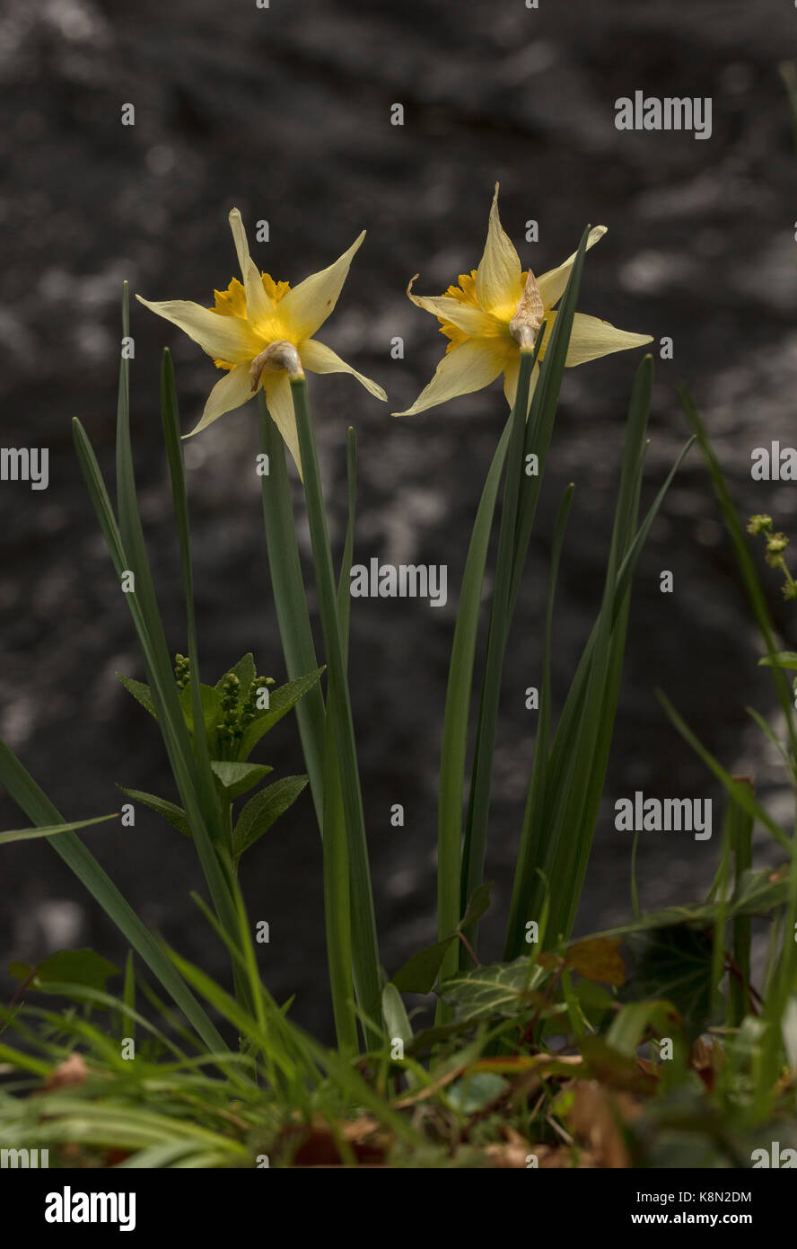 Narcissus pseudonarcissus jonquilles sauvages, au début du printemps dans le Dartmoor, Teign Valley, Devon Banque D'Images