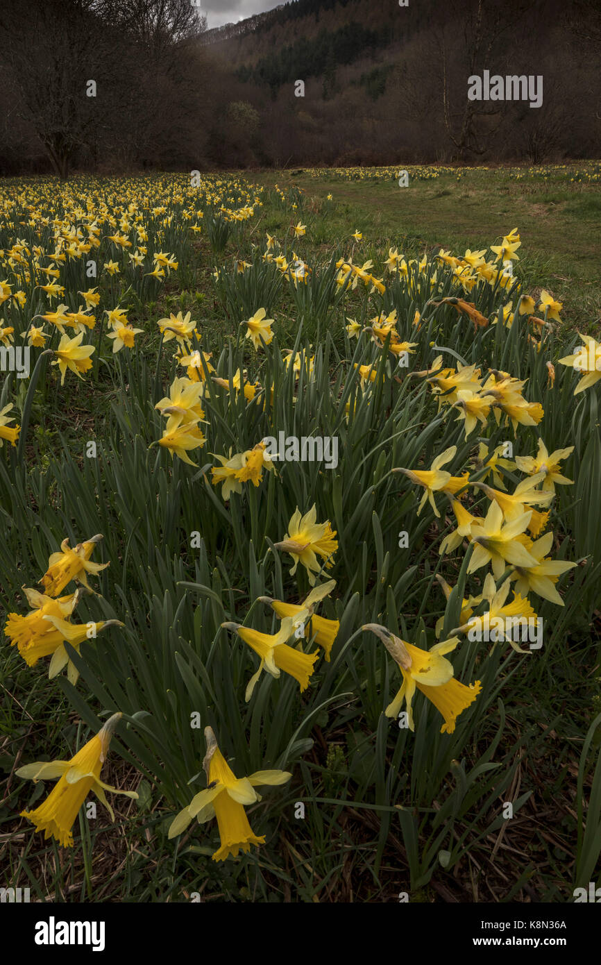 Narcissus pseudonarcissus jonquilles sauvages, au début du printemps dans le Dartmoor, Teign Valley, Devon Banque D'Images