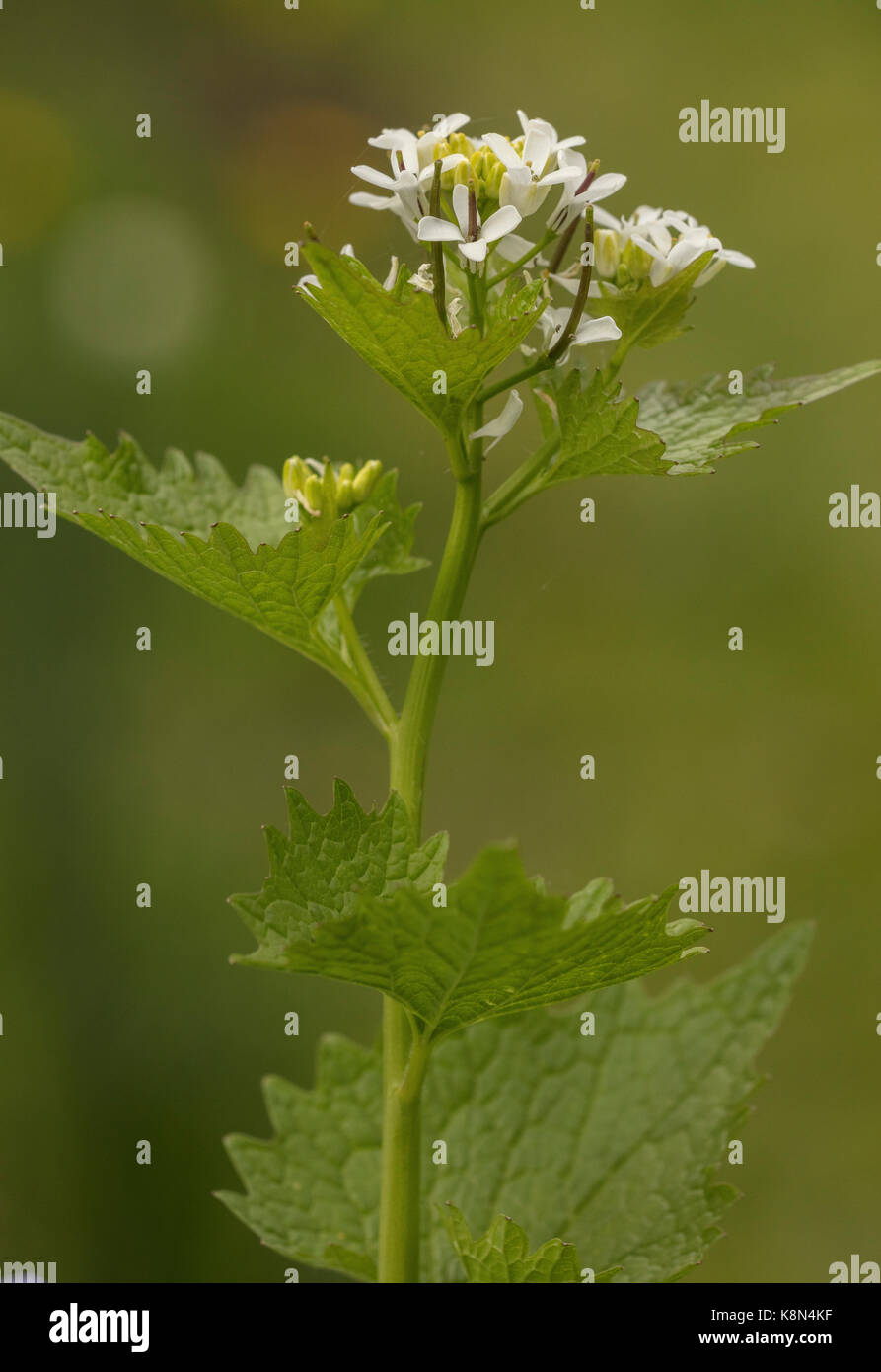 Jack-par-la-haie ou l'Alliaire officinale, Alliaria petiolata, en fleurs au printemps. Banque D'Images