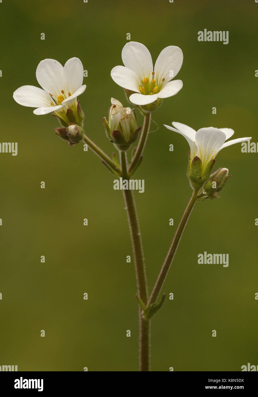 Meadow, Saxifrage Saxifrage granulata, prairie au printemps ; Dorset. Banque D'Images