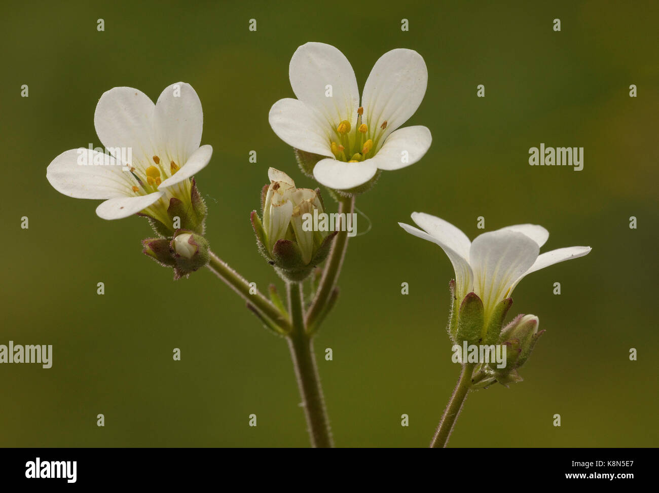 Meadow, Saxifrage Saxifrage granulata, prairie au printemps ; Dorset. Banque D'Images