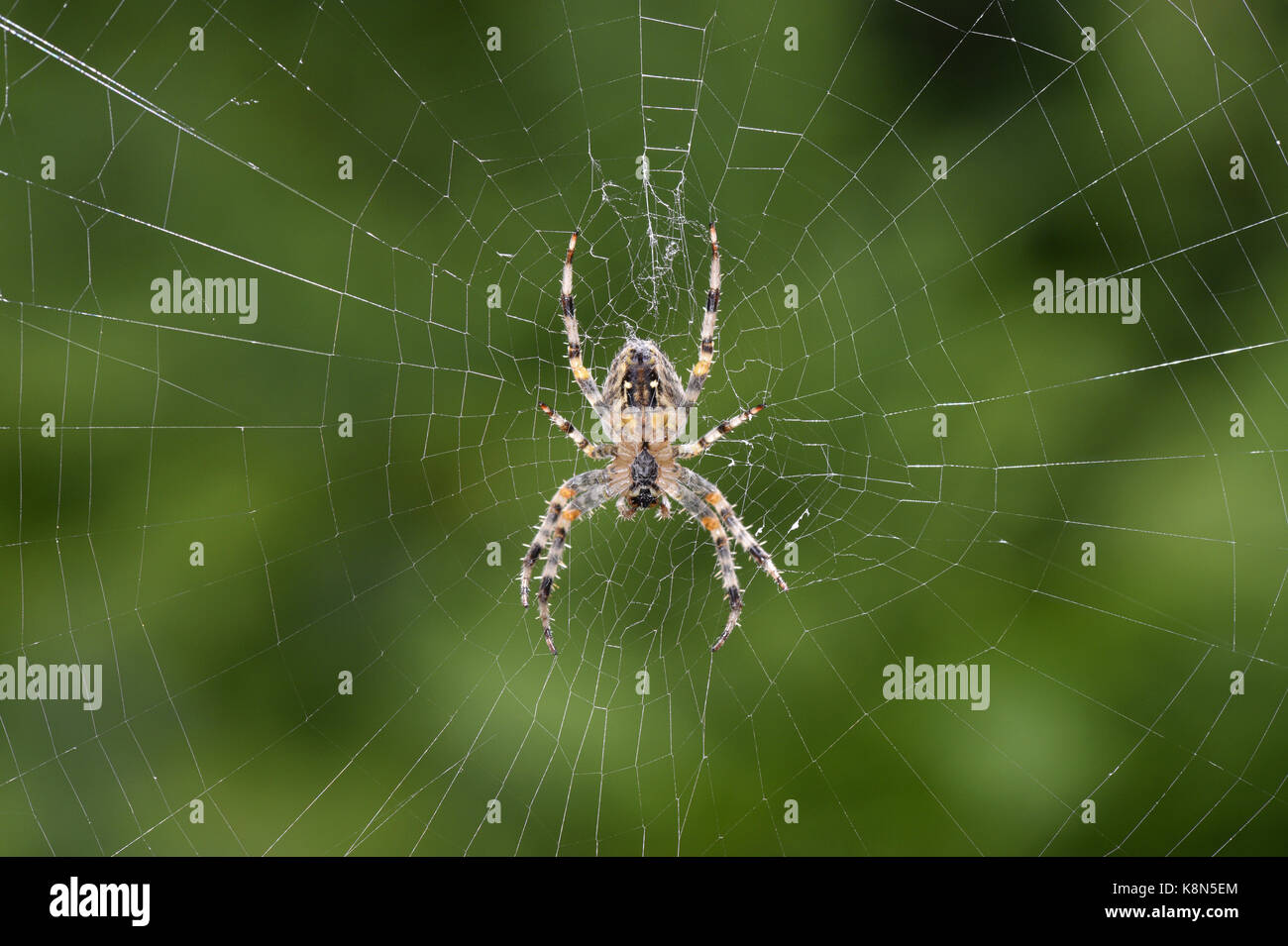 Jardin araignée araneus diadematus - dans web Banque D'Images