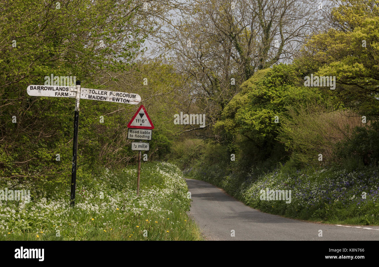 Vieille enseigne sur lane rural fleuri au printemps, dans la région de West Dorset. Banque D'Images