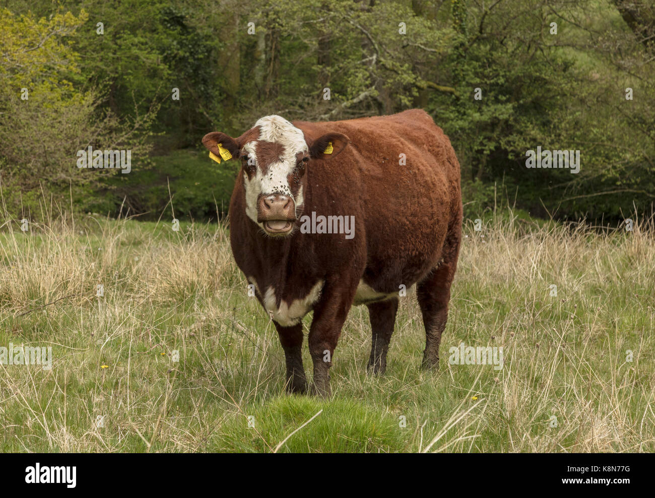 Shetland pâturage-Kingcombe Nature Reserve, Dorset Banque D'Images