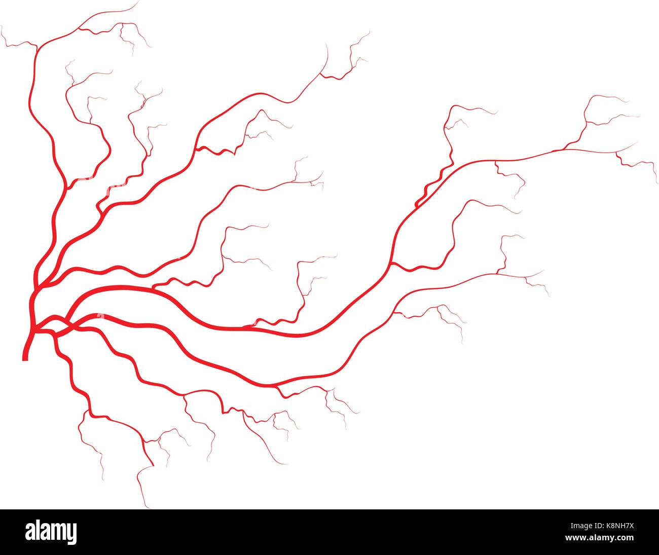 Les veines, vaisseaux sanguins rouge design. vector illustration isolé sur fond blanc Illustration de Vecteur