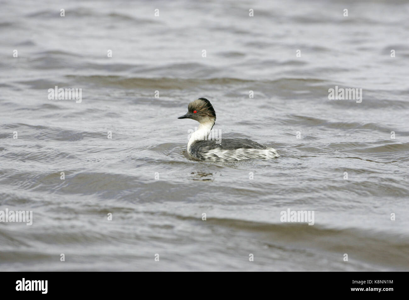 Silvery Grebe Podiceps occipital Sea Lion Island Iles Falkland Banque D'Images