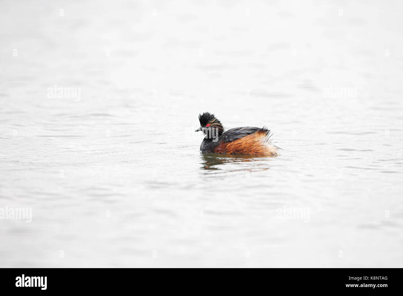 Black-necked Grebe Podiceps dans niigricollis plumage d'été sur le lac d'eau douce, de la Sologne, région Centre, France Banque D'Images