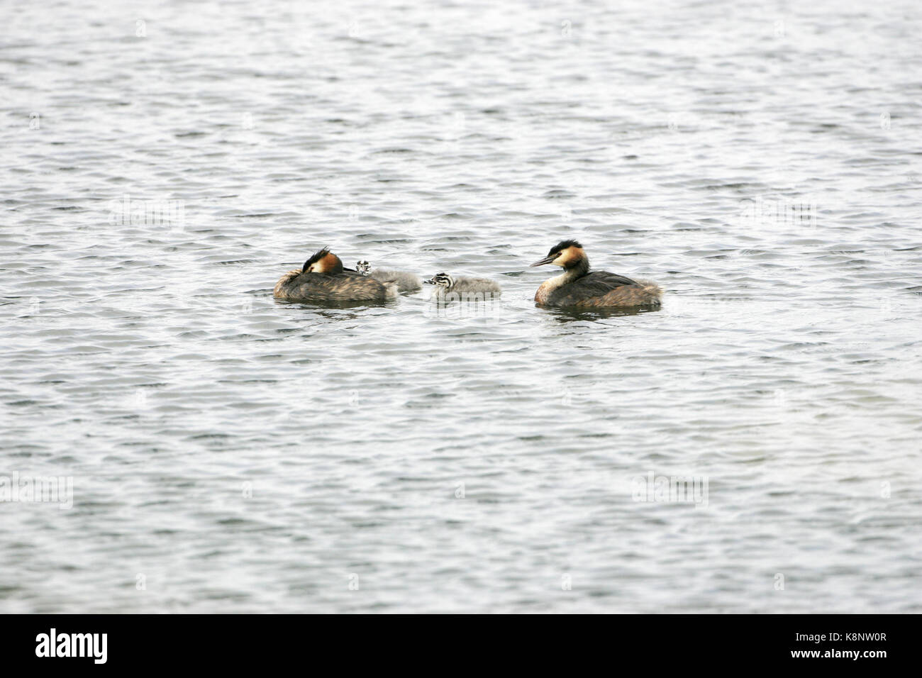 Grèbe huppé Podiceps cristatus paire avec les jeunes Banque D'Images