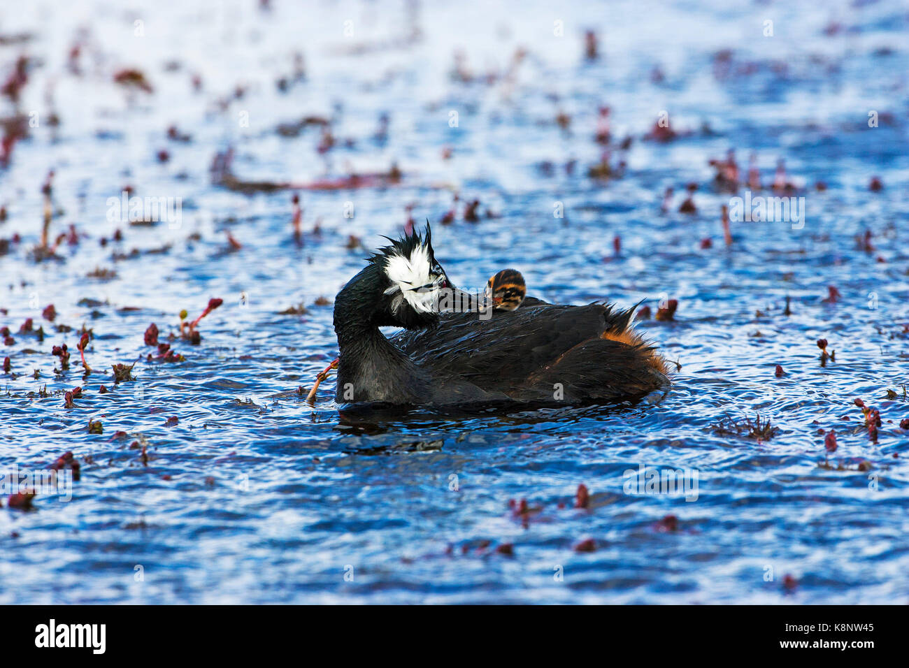 White-grebe touffetée Rollandia rolland rolland alimentation adultes chick sur étang près de Gypsy Cove East Falkland Falkland Islands Banque D'Images