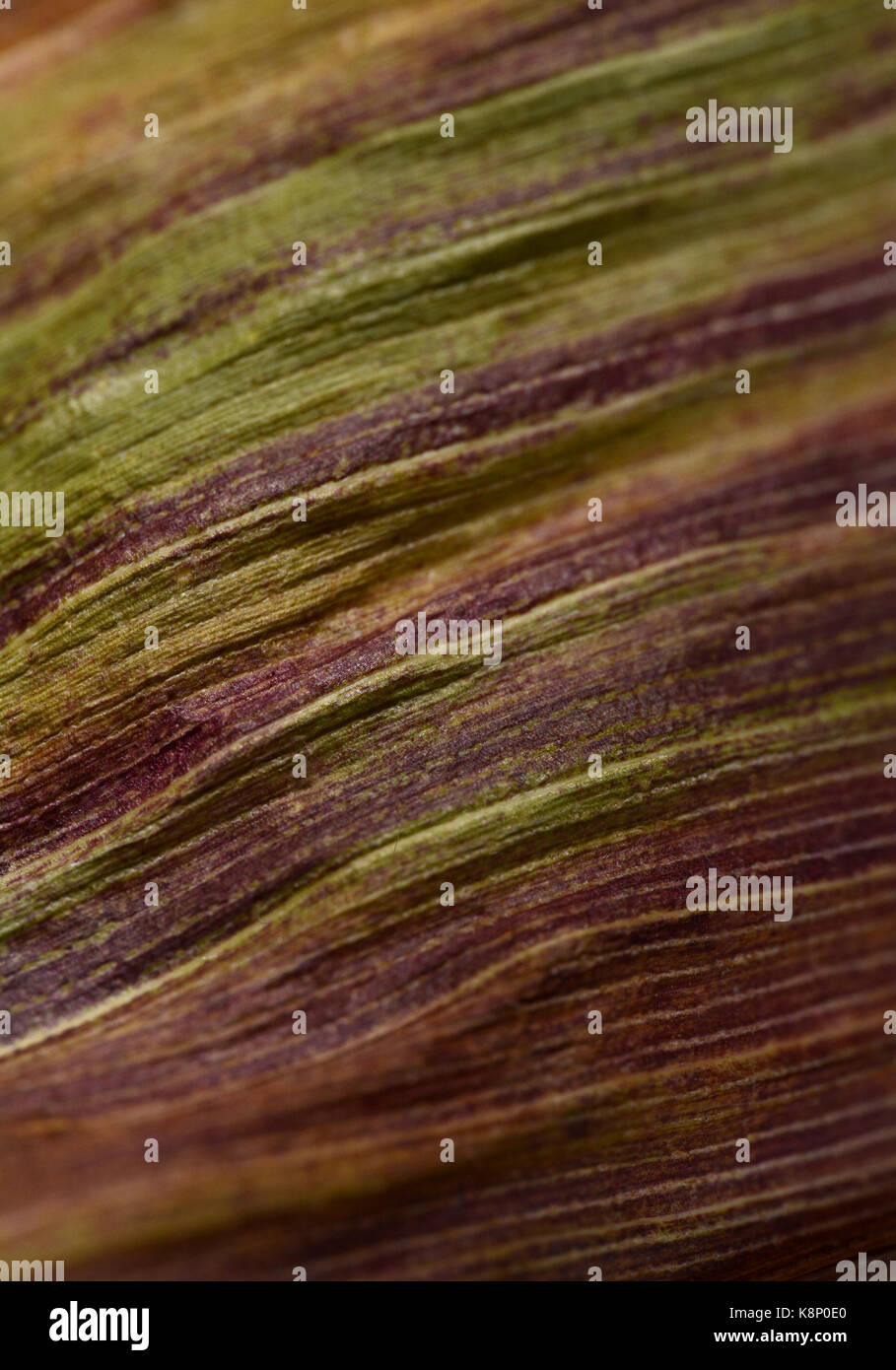 Abstract macro fond de feuille de maïs violet et vert avec des stries. couleurs de l'automne de mourir le feuillage. Banque D'Images