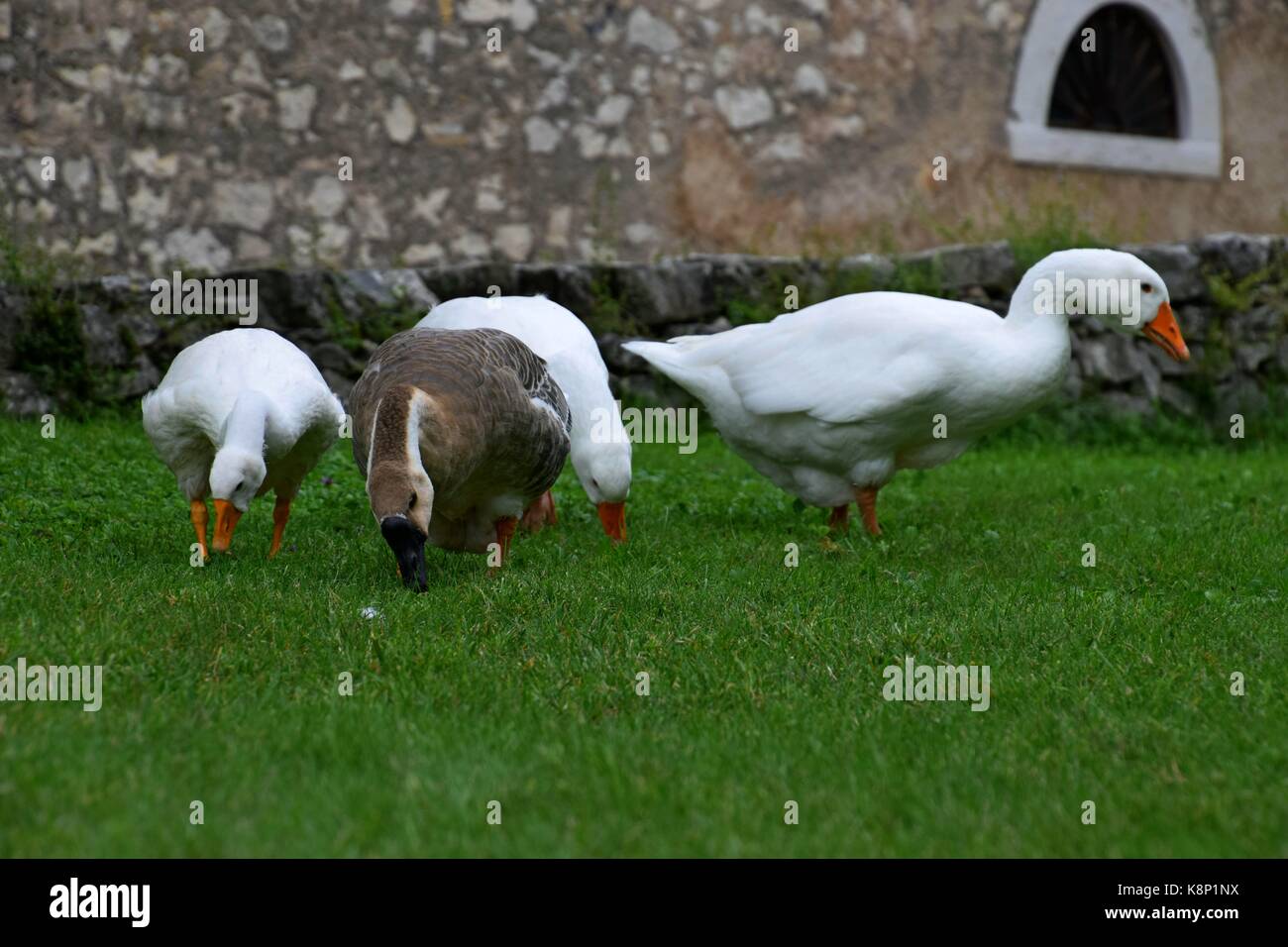 Oies domestiques blanches et oies sauvages (oies des graulags) au lac de garde, en italie, anser sur un pré, plumes blanches et grises, observer les animaux Banque D'Images