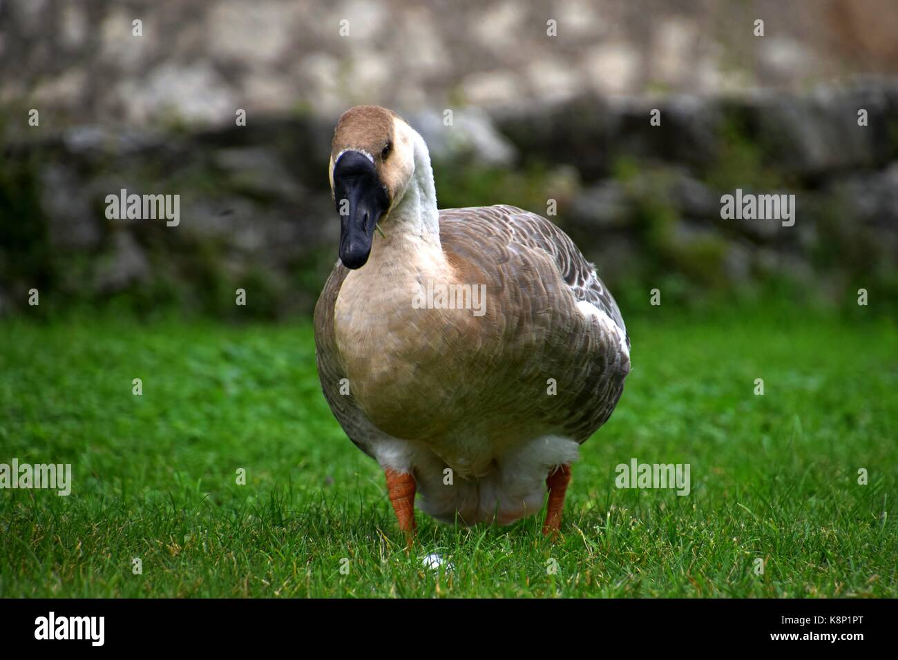 Oies domestiques blanches et oies sauvages (oies des graulags) au lac de garde, en italie, anser sur un pré, plumes blanches et grises, observer les animaux Banque D'Images