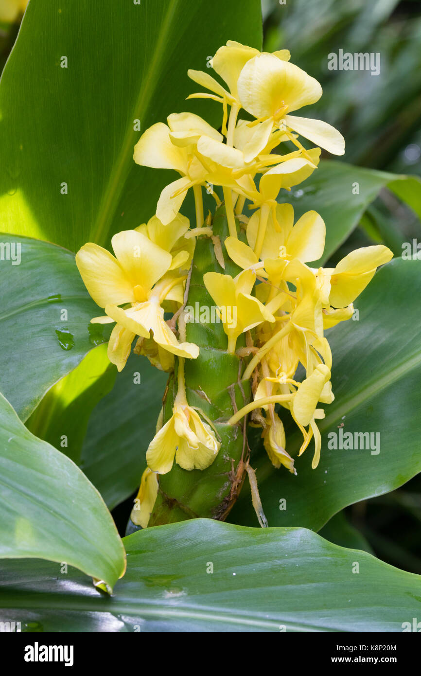 Fleurs jaunes dans l'épi de l'exotic ginger lily, Hedychium wardii Banque D'Images