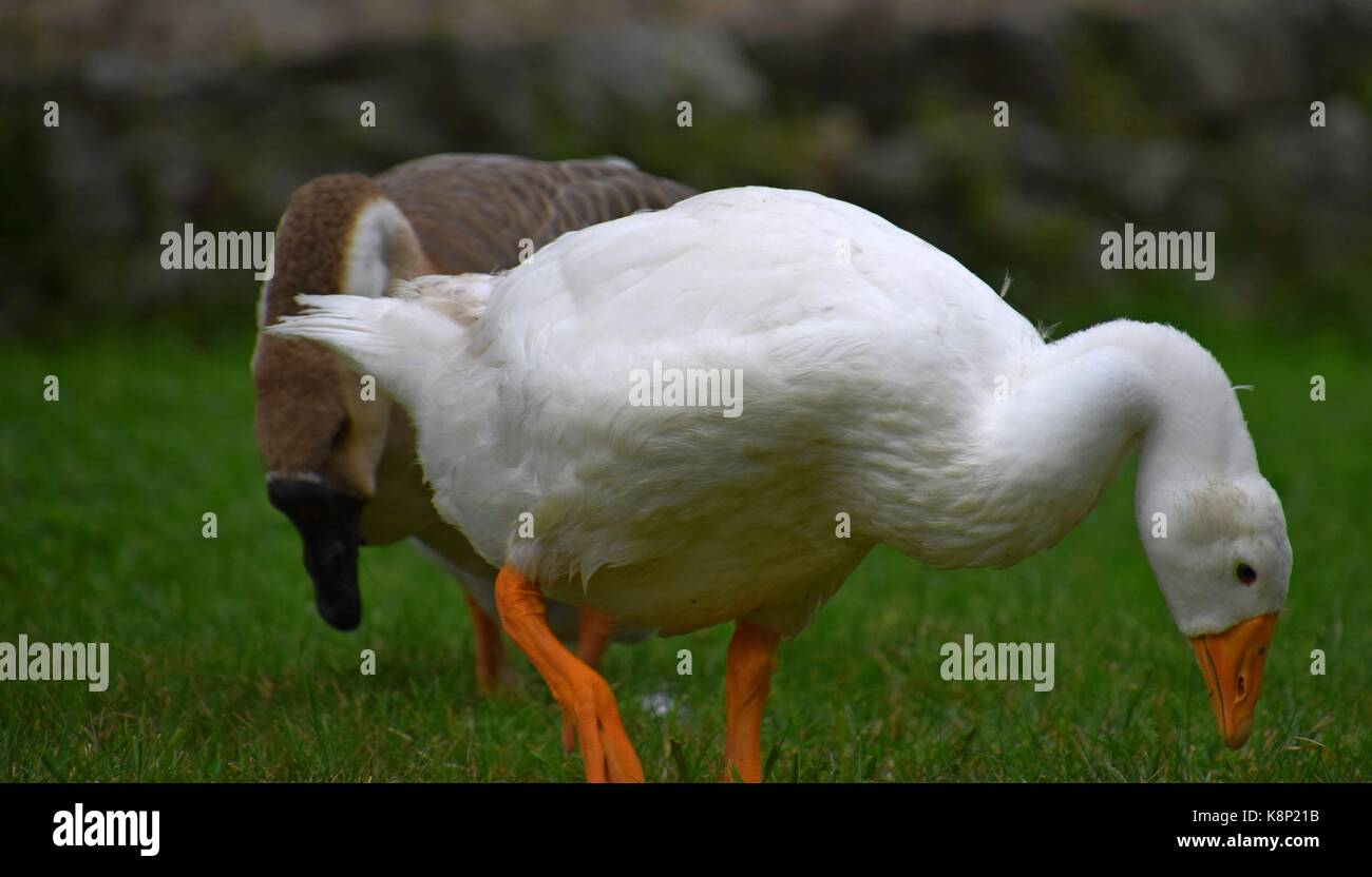 Oies domestiques blanches et oies sauvages (oies des graulags) au lac de garde, en italie, anser sur un pré, plumes blanches et grises, observer les animaux Banque D'Images