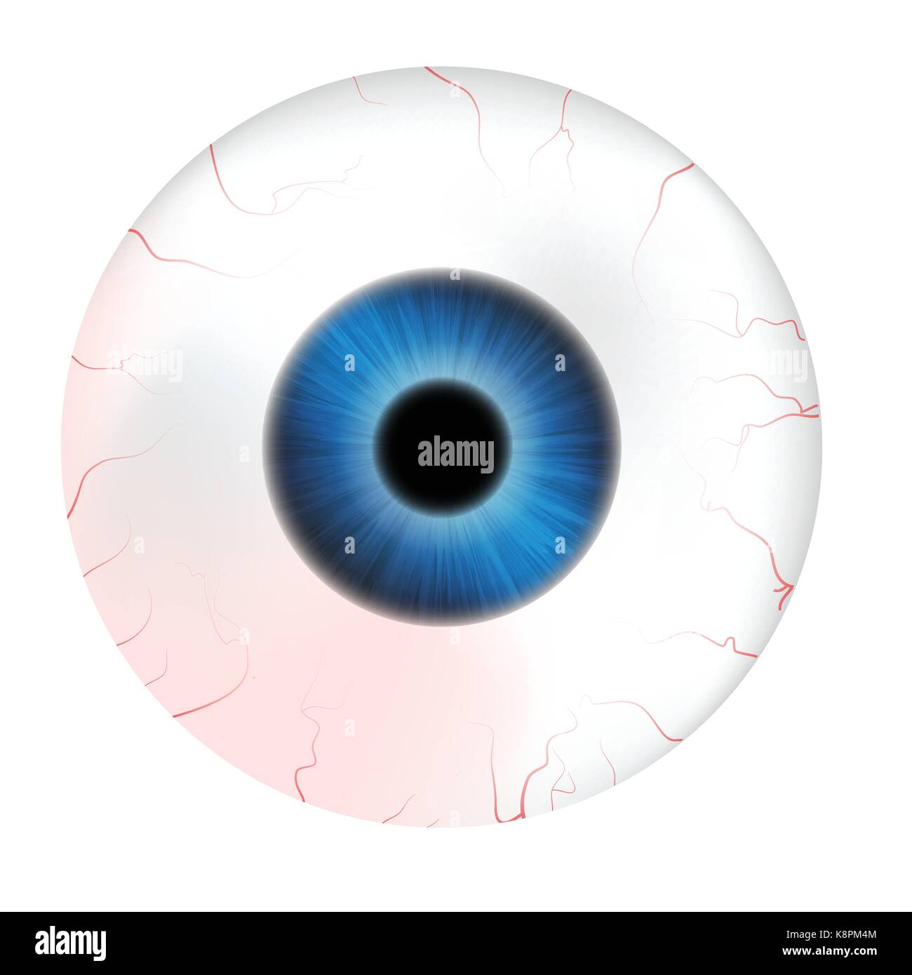 Image de l'œil humain réaliste ball avec des élève, iris. Vector illustration isolé sur fond blanc. Illustration de Vecteur