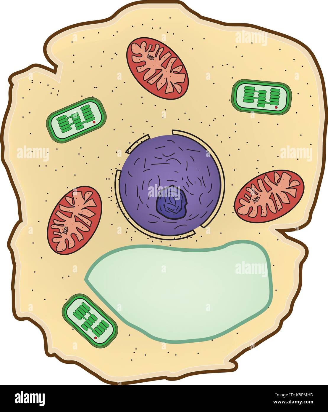 Vector illustration de la structure cellulaire des plantes, l'anatomie de la cellule. Illustration de Vecteur