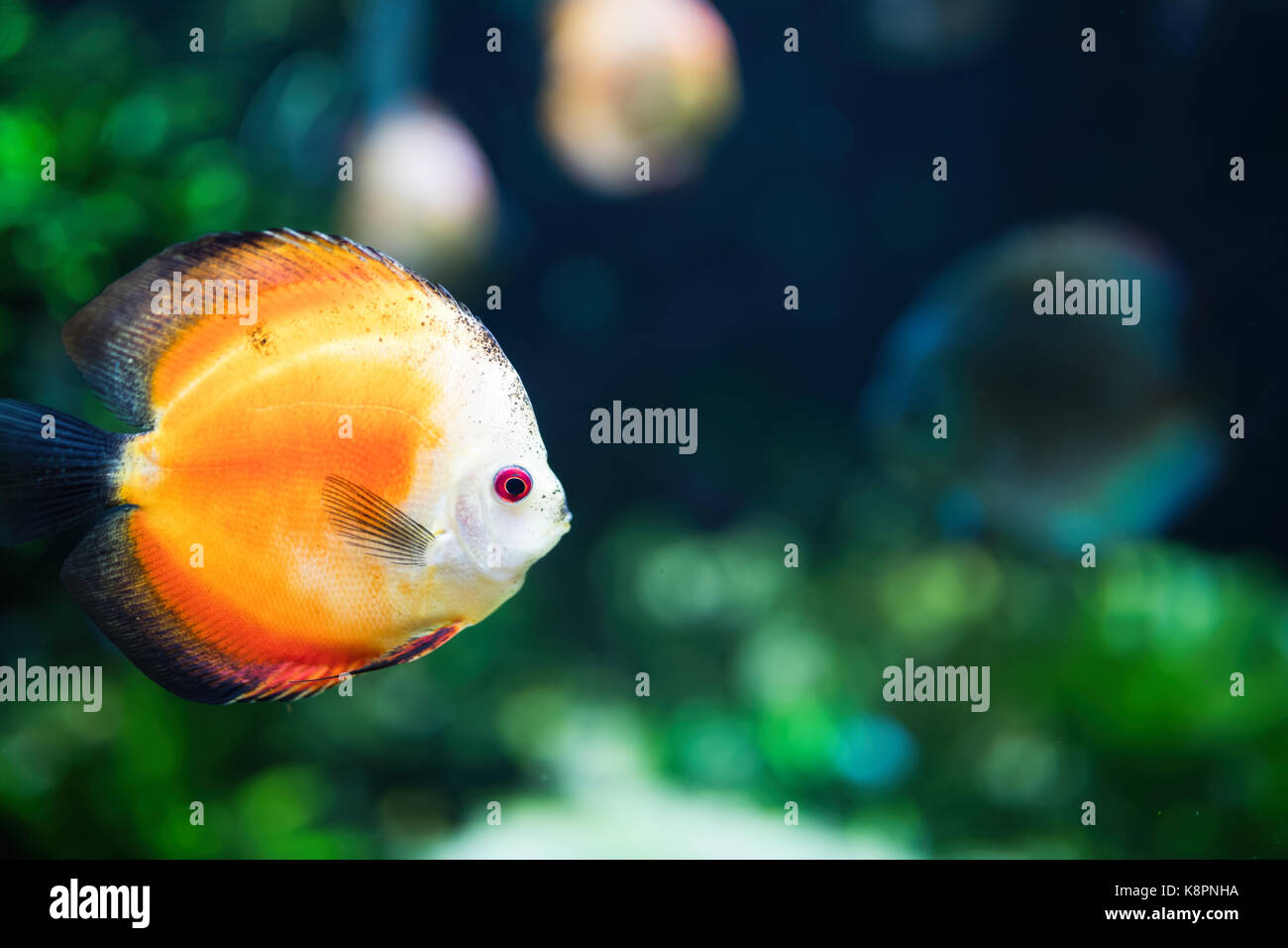 Portrait de beaux poissons exotiques nager sous l'eau Banque D'Images