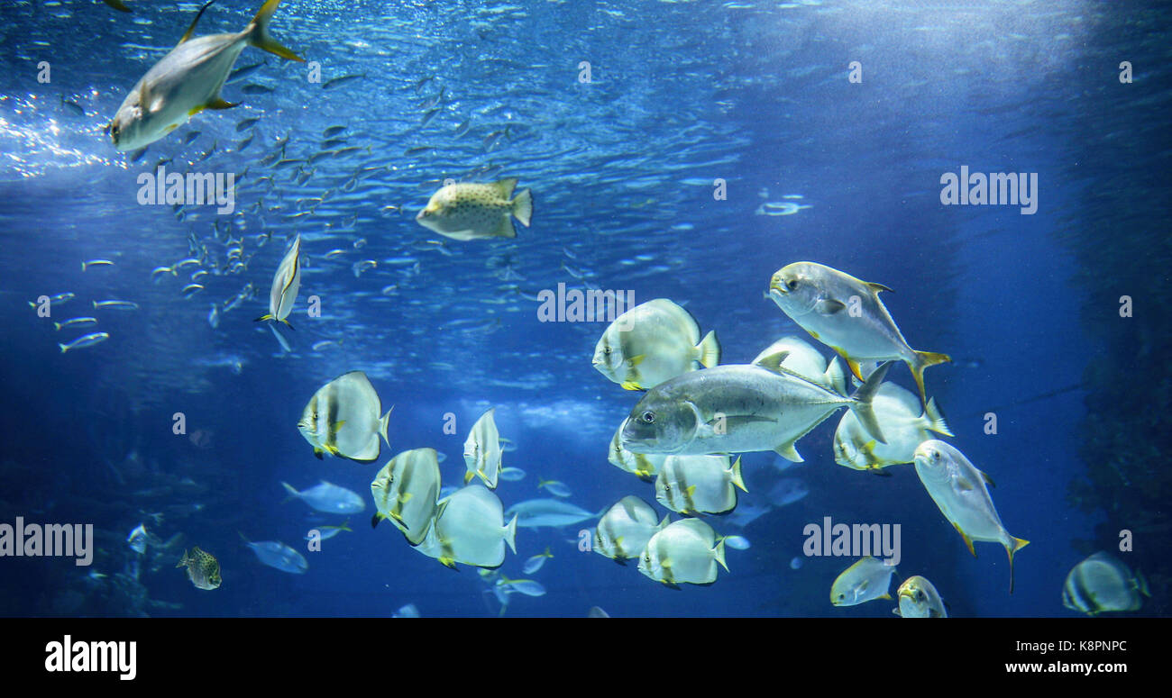 Photo de groupe de poissons nager sous l'eau Banque D'Images