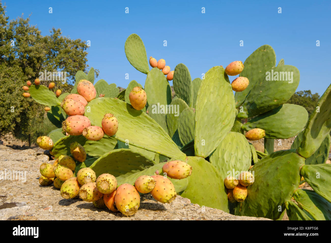 Close up du mûrissement des fruits de cactus épineux avec des aiguilles et d'épaisseur des feuilles vertes succulentes Banque D'Images