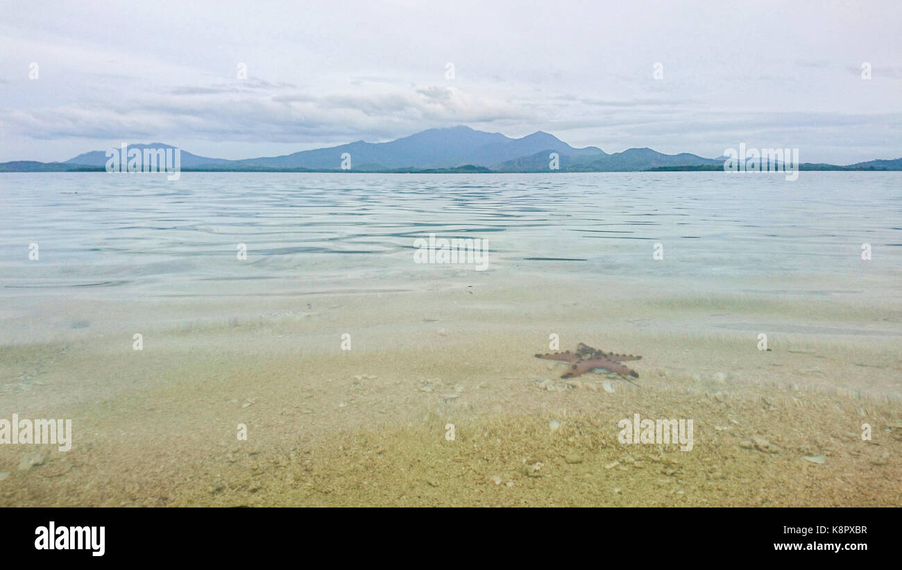 Le dirigeant d'une étoile de mer sous la mer bleue claire à l'île de mer, Puerto Princesa, Palawan (la dernière frontière, mimaropa, aux Philippines, en Asie du sud-est Banque D'Images