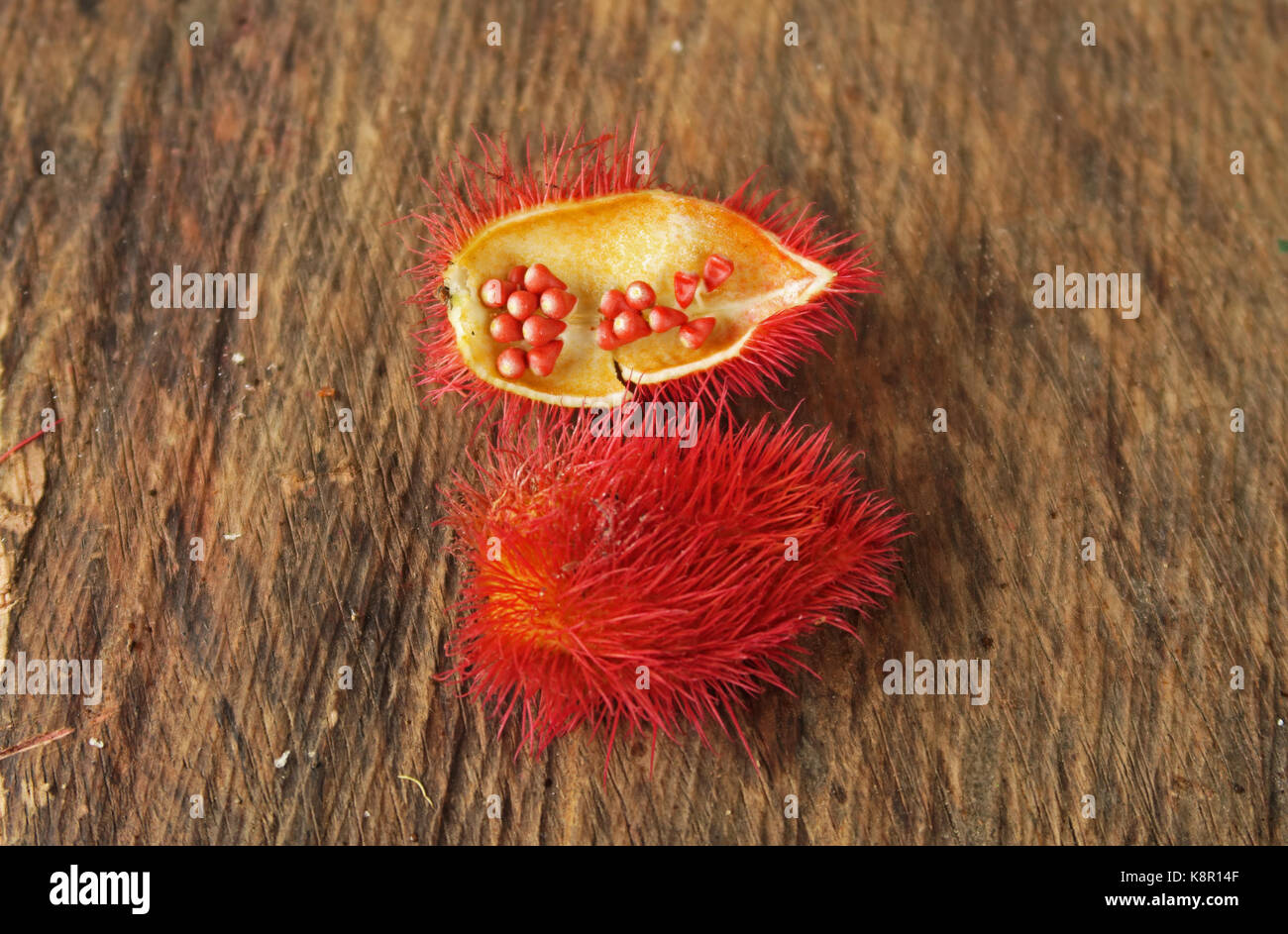 Achiote (Bixa orellana) utilisation de fruits pour la peinture pour le  visage par les nukak autochtones capricho, guaviare ministère ; Colombie  novembre Photo Stock - Alamy