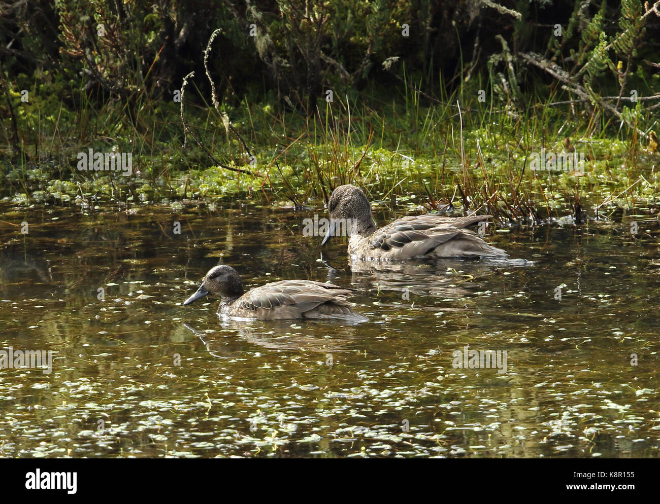 Teal (anas andium andin) altipetens la paire sur le lac de montagne suma paz, nr Bogota, Colombie novembre Banque D'Images