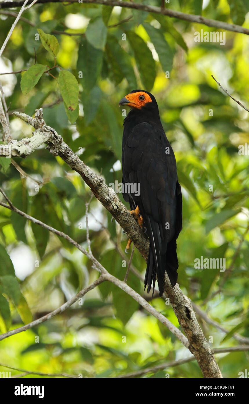 Caracara noir (daptrius ater) des profils perché sur inirida, direction générale de la Colombie novembre Banque D'Images