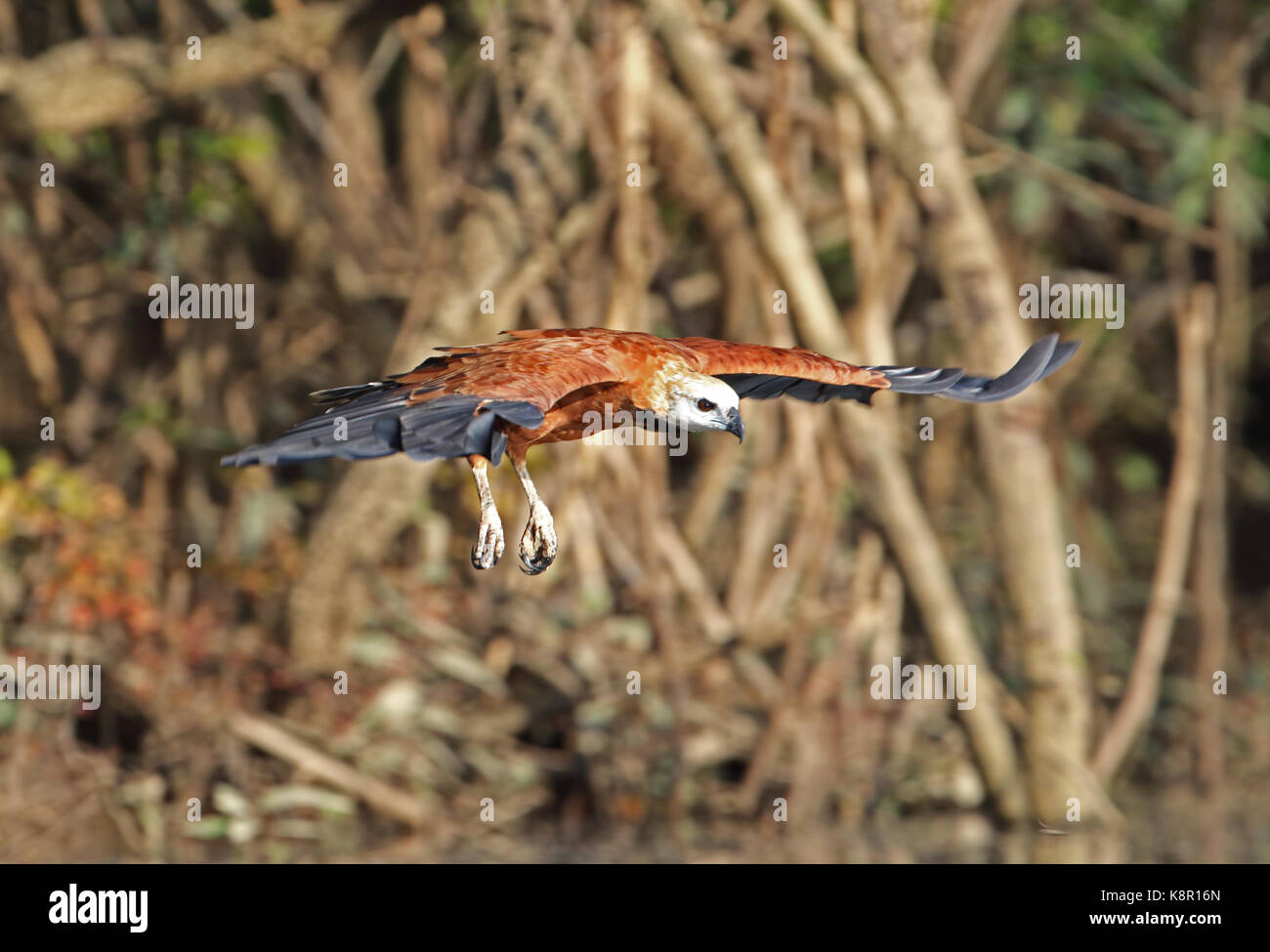 Black-busarellus (nigricolis nigricolis) adulte en vol au dessus de la rivière La rivière guaviare, inirida, Colombie novembre Banque D'Images