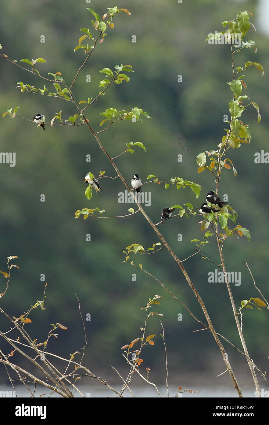 Black-pêcheur d'Europe (atticora melanoleuca) adultes perché dans l'arbre, la rivière guaviare, lissage des inirida, Colombie novembre Banque D'Images