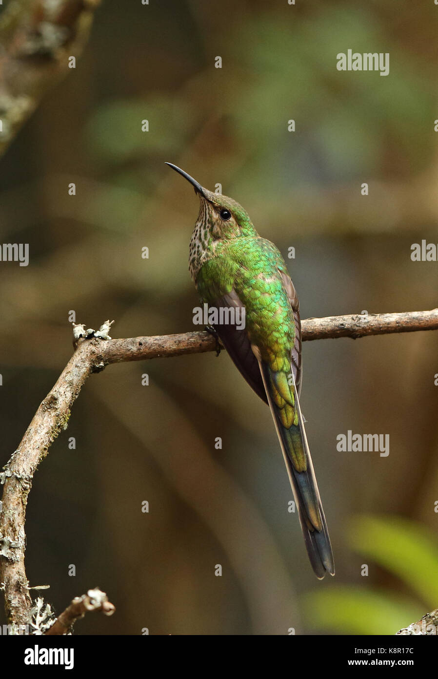 Black-tailed trainbearer (lesbia victoriae victoriae) femelle adulte perché sur la branche Bogota, Bogota, Colombie novembre Banque D'Images