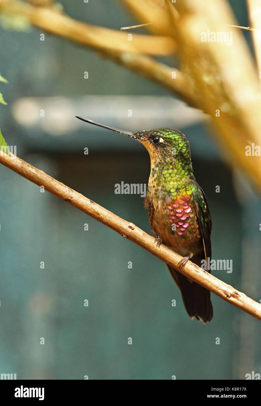 Blue-throated starfrontlet (coeligena helianthea helianthea) femelle adulte perché sur twig Bogota, près de Bogota, Colombie novembre Banque D'Images