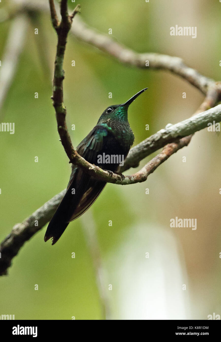 Fork-tailed woodnymph (thalurania furcata nigrofasciata) mâle adulte, perché sur sabonita inirida, Rameau, Colombie novembre Banque D'Images
