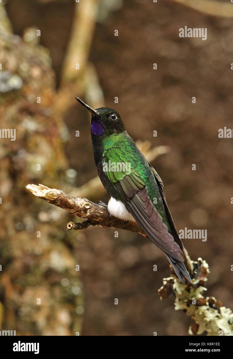 Glowing puffleg (eriocnemis vestita vestita) Direction générale des adultes mâles perchés sur Bogota, près de Bogota, Colombie novembre Banque D'Images