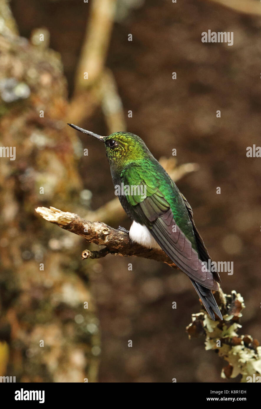 Glowing puffleg (eriocnemis vestita vestita) Direction générale des adultes mâles perchés sur Bogota, près de Bogota, Colombie novembre Banque D'Images