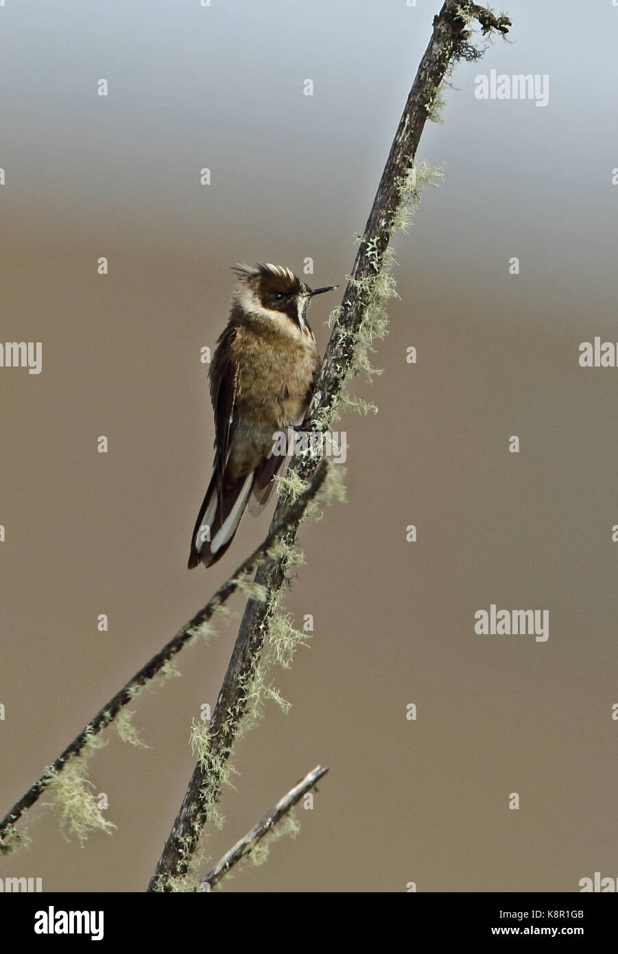 Green-helmetcrest oxypogon guerinii (barbu) mâle adultes accrochés à des tiges mortes, près de np sumapaz Bogota, Colombie novembre Banque D'Images