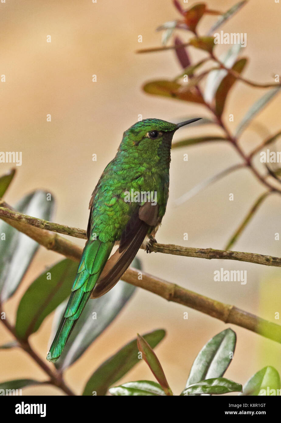 Green-tailed trainbearer (lesbia nuna gouldii) mâle adulte, perché sur twig Bogota, près de Bogota, Colombie novembre Banque D'Images