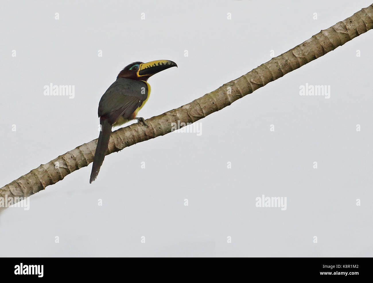 Le Humboldt pteroglossus aracari (humboldti) femelle adulte perché sur la branche nueva dolima, Colombie novembre Banque D'Images