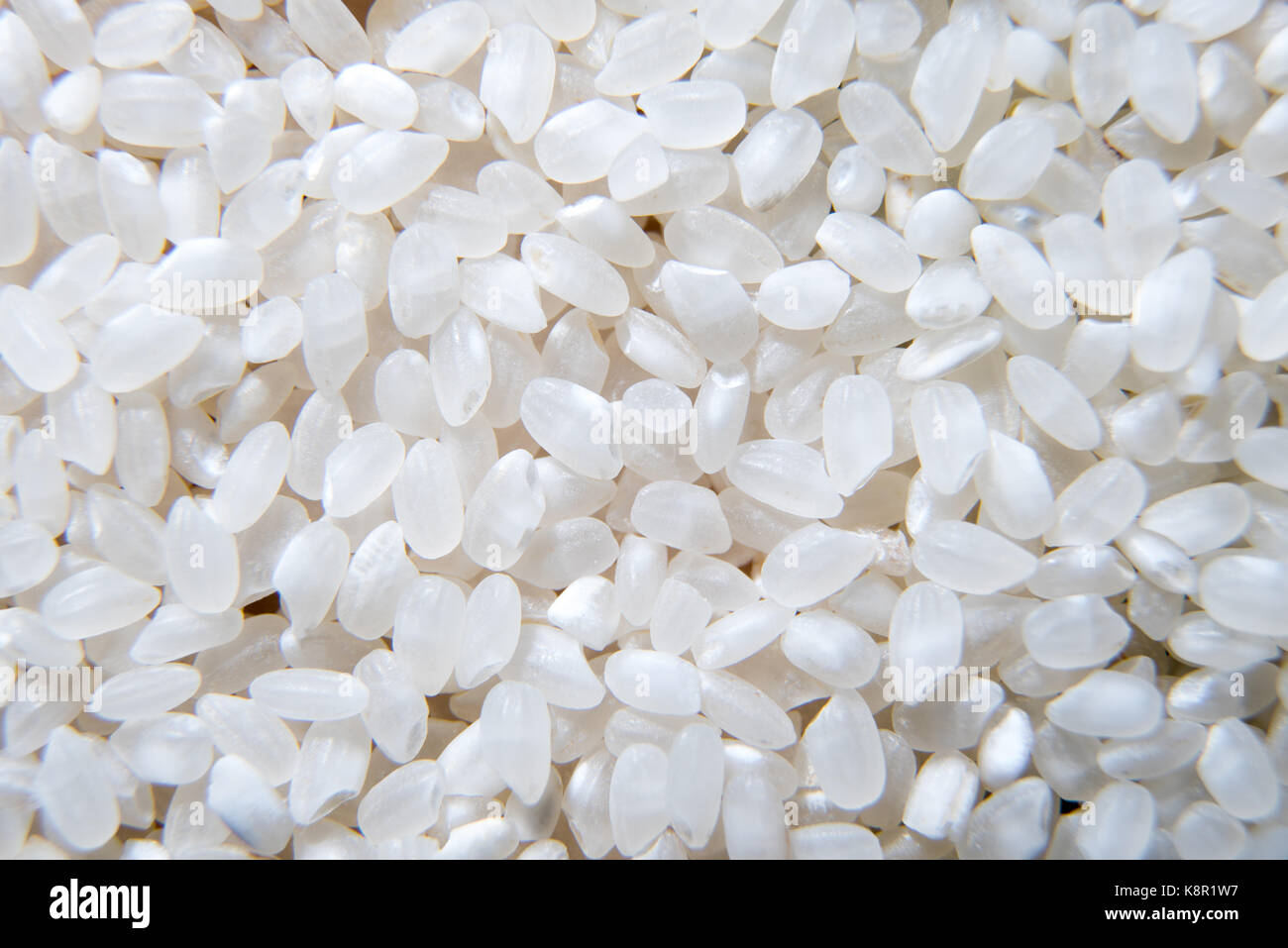Usine de céréales - riz, usine de céréales, le riz basmati, la nourriture, les semences de riz,fond blanc. les céréales brutes, macro closeup Banque D'Images