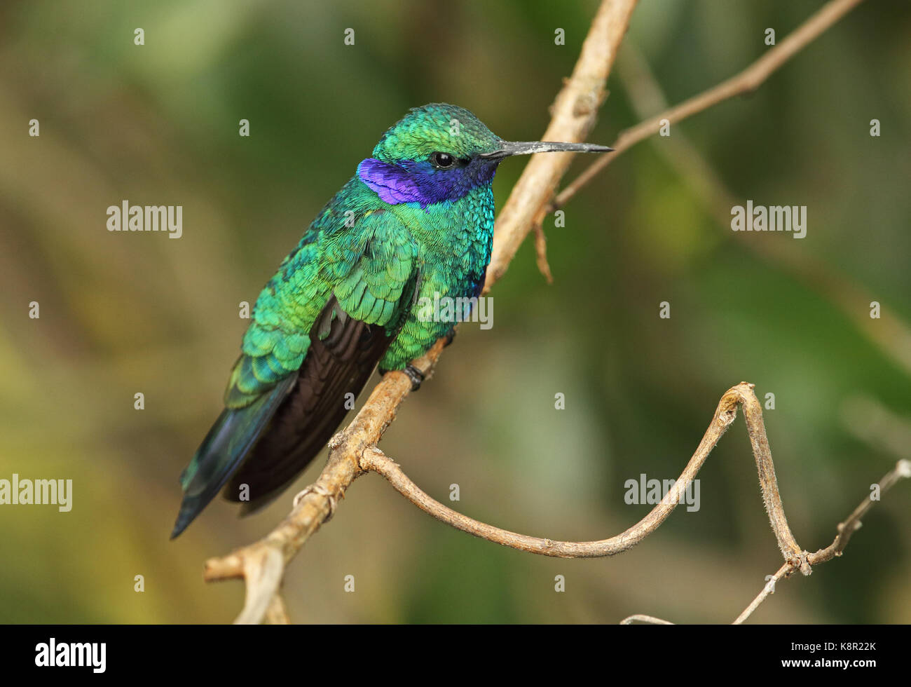 Violet pétillant-oreille (colibri coruscans coruscans) Direction générale des adultes perché sur Bogota, Colombie novembre Banque D'Images