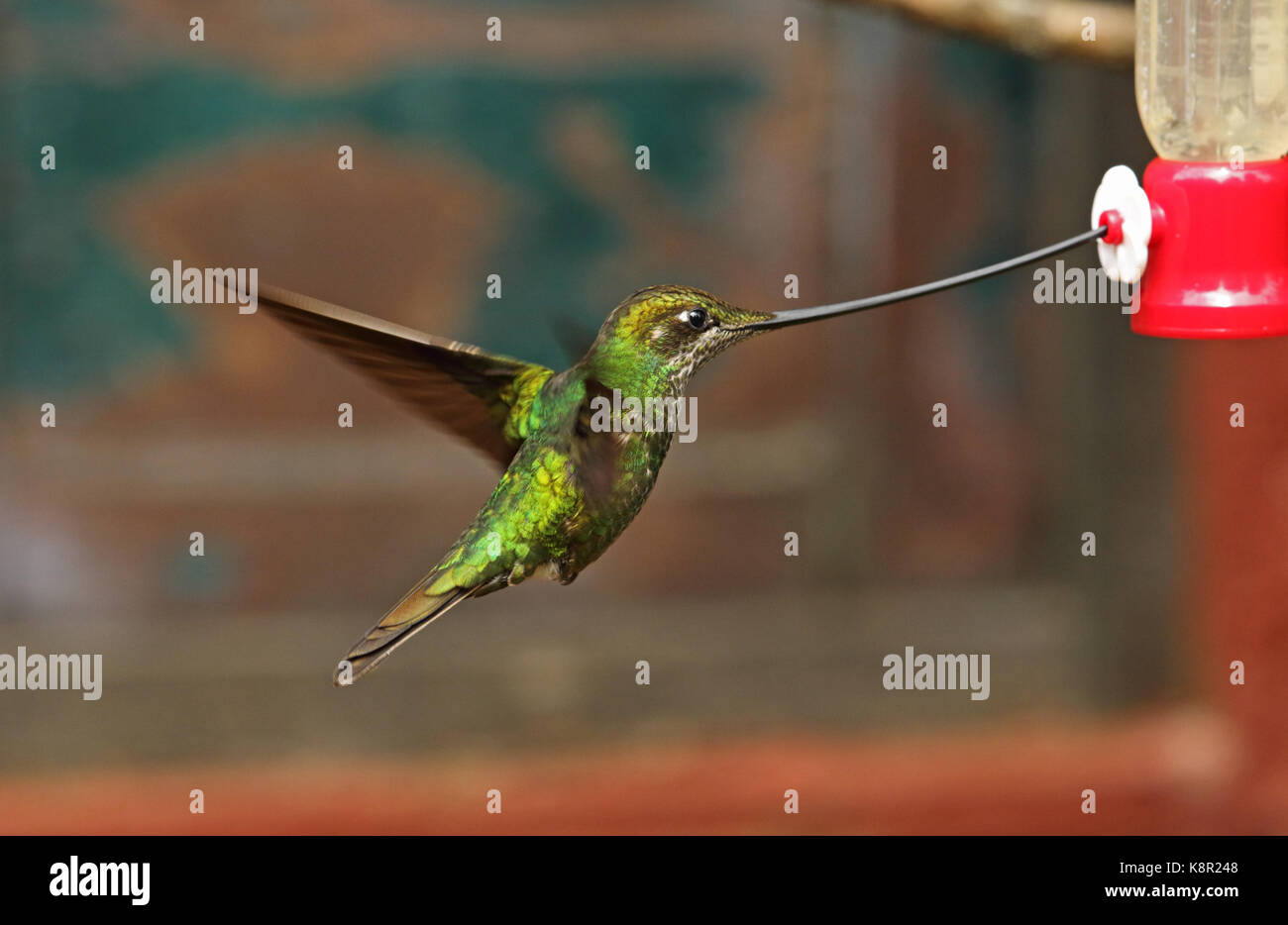 Épée-billed hummingbird (ensifera ensifera) femelle adulte en vol s'alimentant à Bogota de colibri, près de Bogota, Colombie novembre Banque D'Images