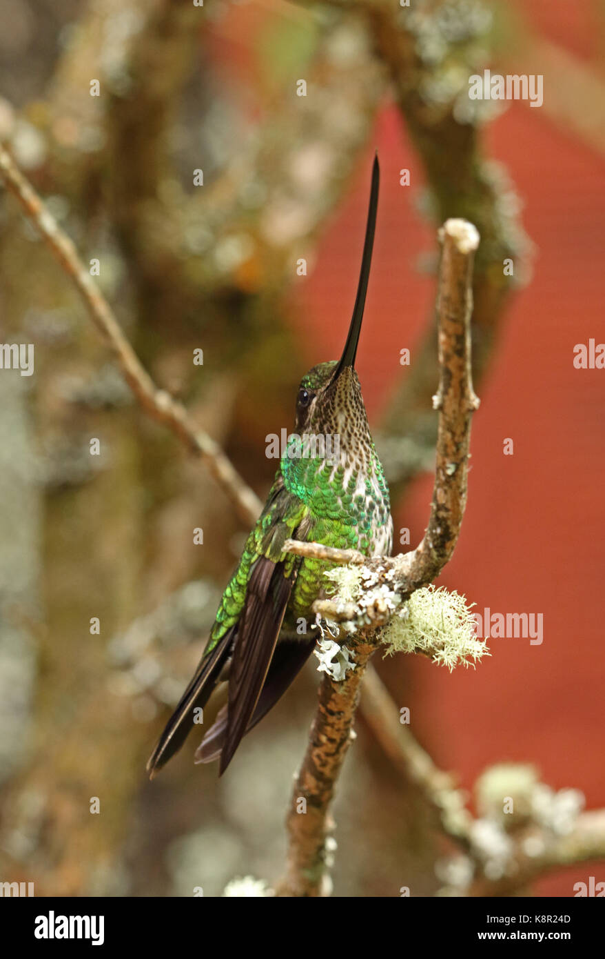 Épée-billed hummingbird (ensifera ensifera) femelle adulte perché sur twig Bogota, près de Bogota, Colombie novembre Banque D'Images