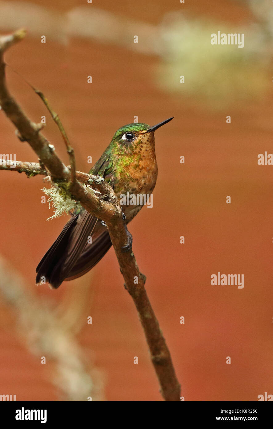 Tyrian metaltail (metallura tyrianthina tyrianthina) femelle adulte perché sur une branche, près de Bogota Bogota, Colombie novembre Banque D'Images