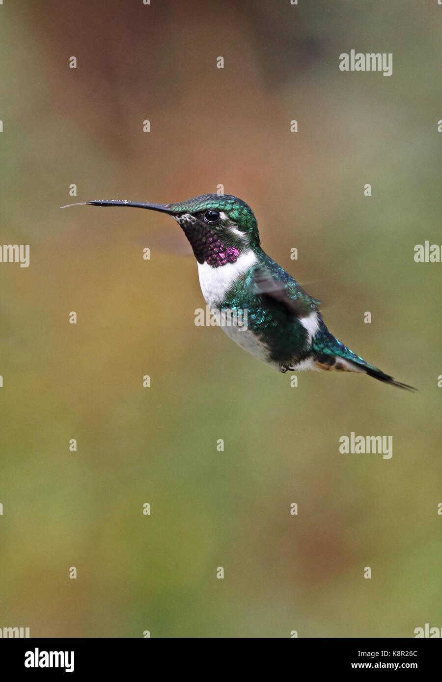 White-bellied woodstar (mulsant chaetocercus) mâle adulte en vol stationnaire Bogota, près de Bogota, Colombie novembre Banque D'Images