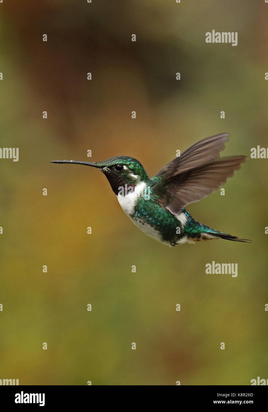 White-bellied woodstar (mulsant chaetocercus) mâle adulte en vol stationnaire Bogota, près de Bogota, Colombie novembre Banque D'Images