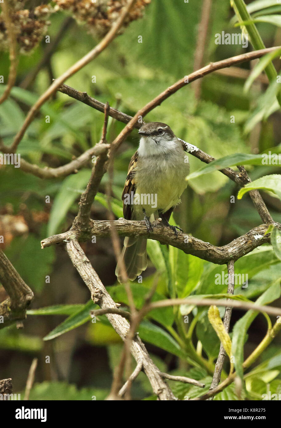 White-throated tyrannulet (mecocerculus leucophrys) setophagoides Direction générale des adultes perché sur l'est de la Colombie, sumapaz novembre Banque D'Images