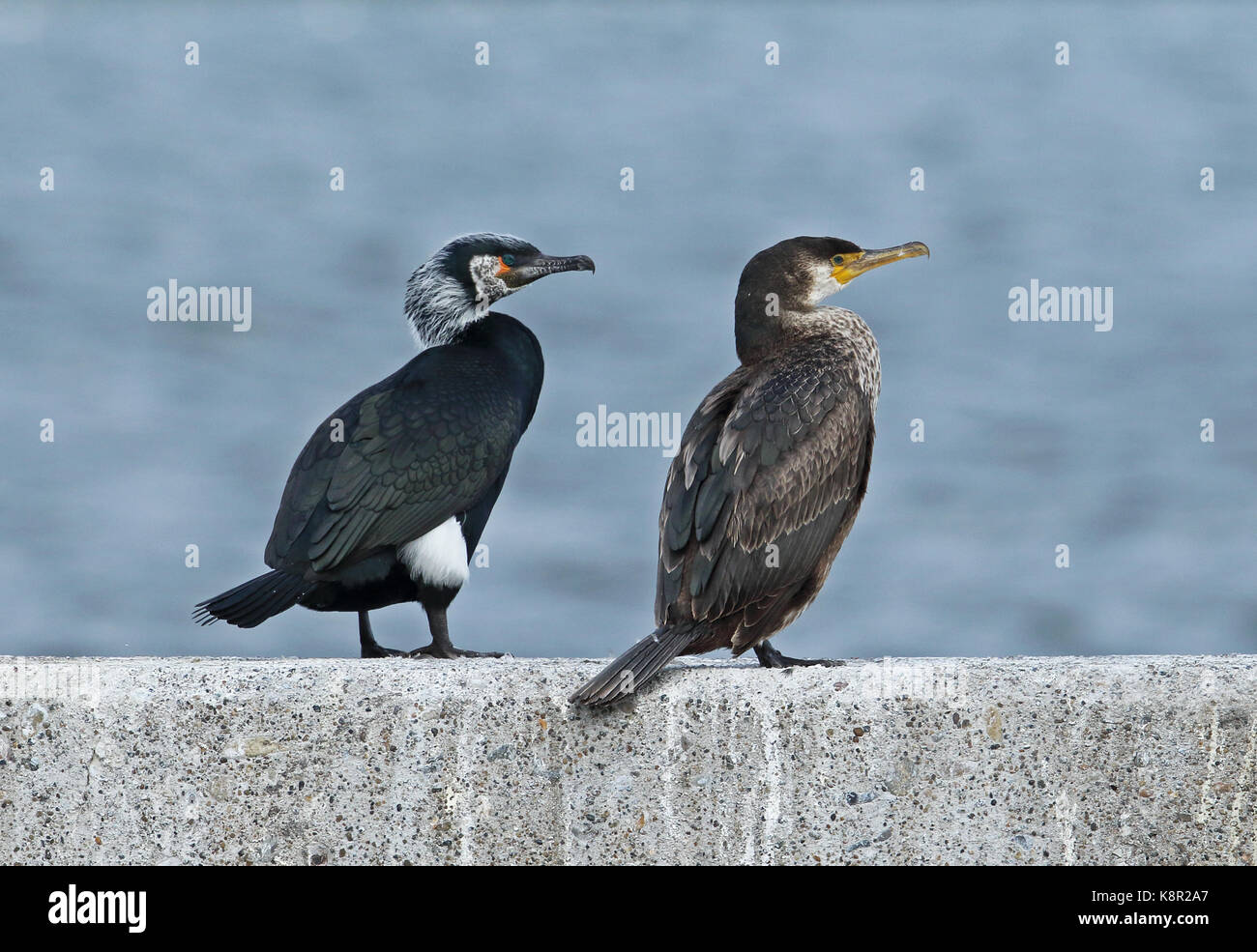 Cormoran (Phalacrocorax capillatus japonais adultes et juvéniles) Comité permanent sur l'ouvrage de choshi, Chiba Prefecture, Honshu, japan Banque D'Images