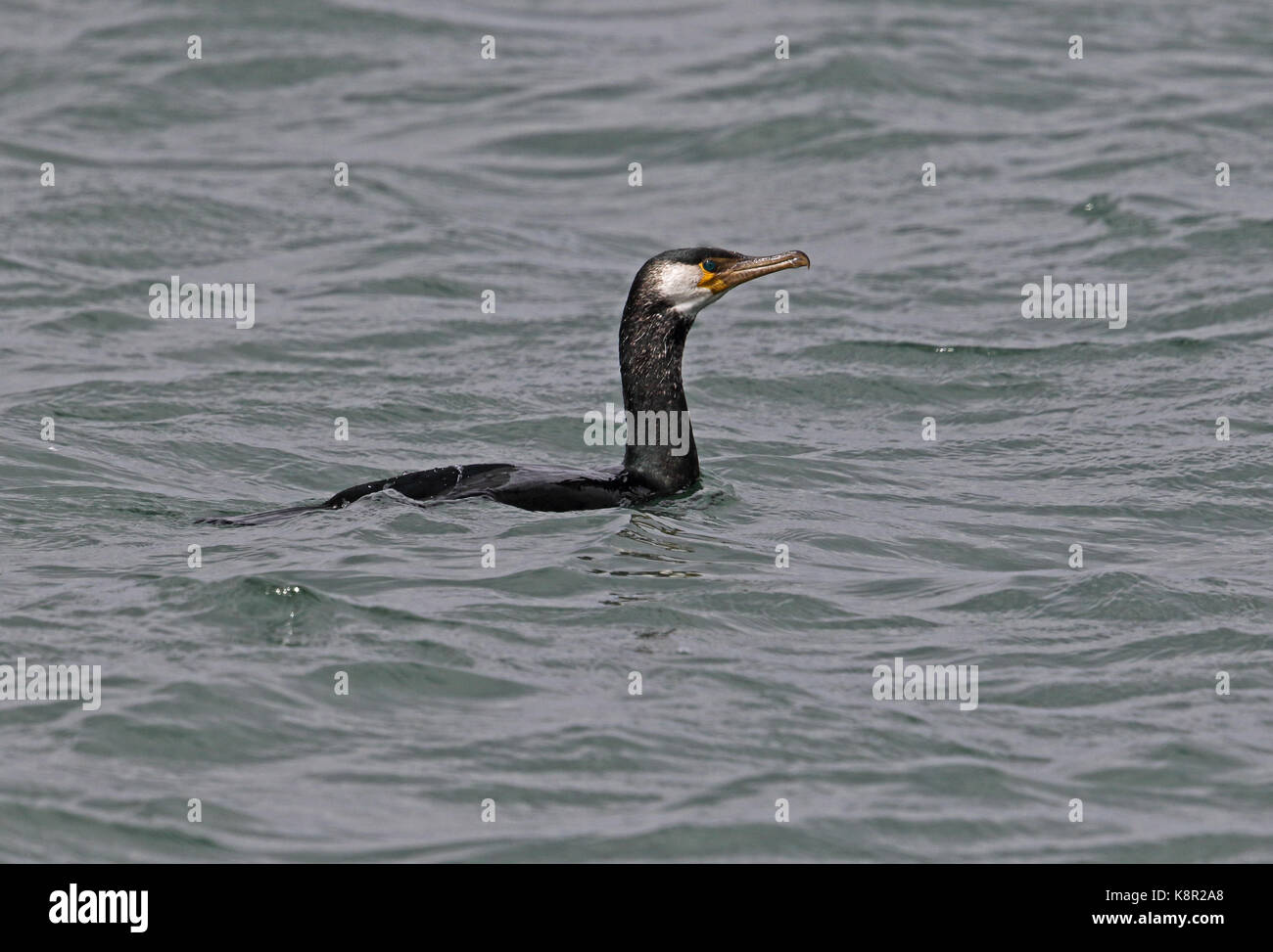 Japanese cormoran (Phalacrocorax capillatus) natation en mer immatures choshi, Chiba Prefecture, Honshu, Japon février Banque D'Images